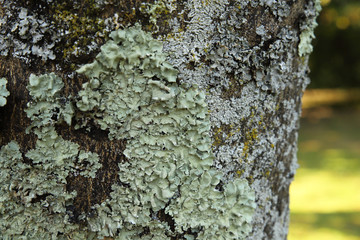 liquen en el tronco de un árbol