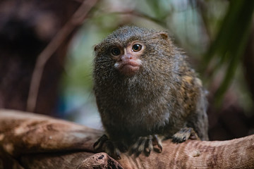 monkey