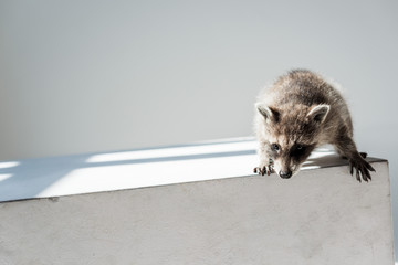 cute furry raccoon with funny muzzle on grey background