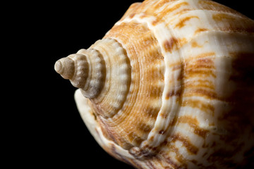 Background of spiral seashell close-up macro isolated on black. Mollusk seashell texture.
