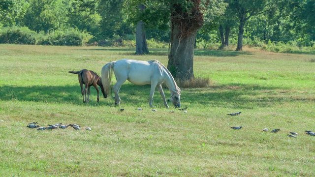 There is one small brown and one big brown horse on a meadow and they are eating grass. Many small pigeons are joining them too.