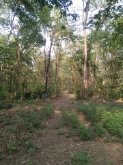 path in the forest