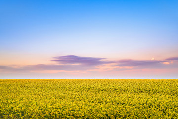 Rapeseed bloom in the spring at sunset.