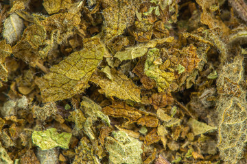 getrockneter Salbei Blatt Heilkräuter Detail