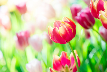Tulip in spring with soft focus, unfocused blurred spring Tulip, bokeh flower background, pastel and soft flower background..