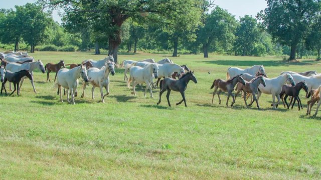 Lots of beautiful horses are out on a huge meadow and it is beautiful to watch them.