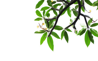 Plumeria flowers on the plumeria tree,plumeria flowers. on white background.
