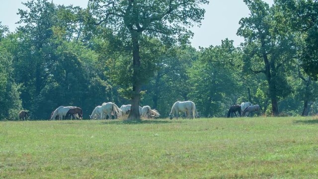 Horses are eating grass up on a hill and it is nice to watch them. The sun is shining and it is a beautiful day.