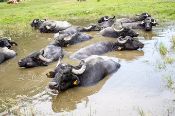 Wasserbüffel im Sadutal, Rumänien