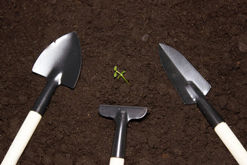 Garden shovel and rake on the ground and sprout