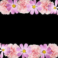 Beautiful floral background of kosmeya and carnations. Isolated