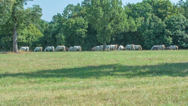Beautiful horses in Lipica. The day is nice and sunny. It's summer time. It's great to watch horses in peace.