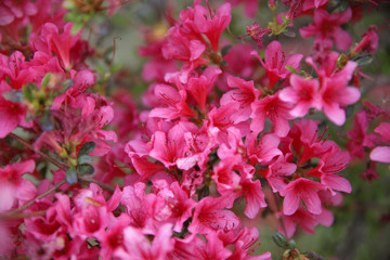 flores rosas de rododendro