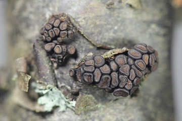 Currant cup fungus, Godronia ribis, an early spring fungus growing on redcurrant, Ribes rubrum