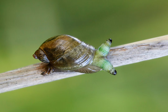 Leucochloridium paradoxum, the green-banded broodsac, is a parasitic flatworm (or "helminth") that uses gastropods as an intermediate host.