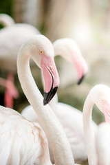 Naklejka premium Pink Flamingo-close up, it has a beautiful coloring of feathers. Greater flamingo, Phoenicopterus roseus.