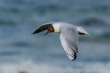 Sunny day nature outdoor wildlife bird