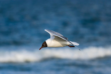 Sunny day nature outdoor wildlife bird