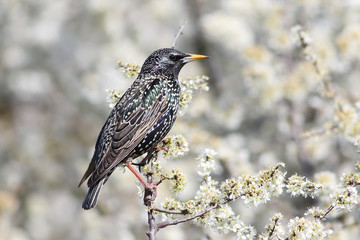 Starling sturnus vulgaris in blossom cherry tree