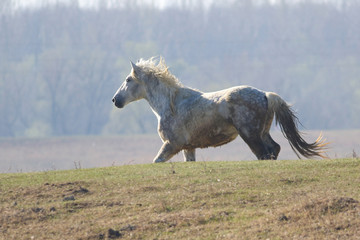 White wild stallion is galloping in pasture