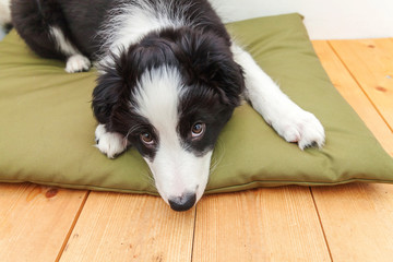 Funny portrait of cute smilling puppy dog border collie indoor. New lovely member of family little dog at home gazing and waiting for reward. Pet care and animals concept