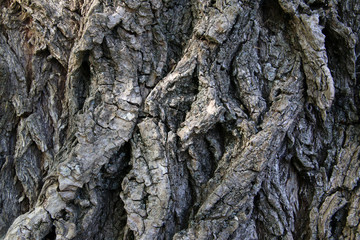 textura tronco de un árbol