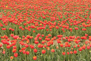 wonderful large field with red tulips macro