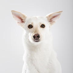 Studio portrait of an expressive mongrel dog against white background