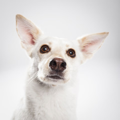 Studio portrait of an expressive mongrel dog against white background