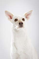 Studio portrait of an expressive mongrel dog against white background