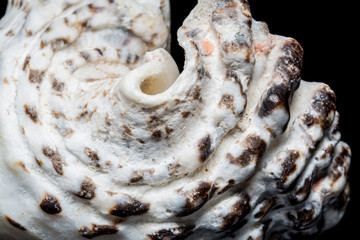 Background of white spiral seashell close-up macro isolated on black. Mollusk seashell texture.