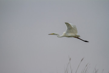 Weißer Reiher im Donau Delta