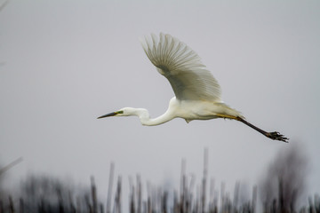 Weißer Reiher im Donau Delta