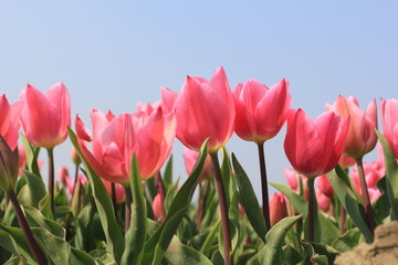 row with pink tulips closeup in a field in holland and a blue sky in the background