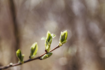 spring leaves