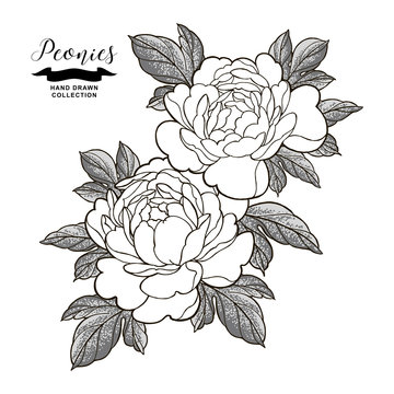 Peony flowers and leaves in japanese tattoo style. Hand drawn flowers isolated on white background. Floral elements vector illustration.