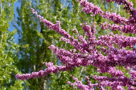 Mexican Redbud Tree Springtime Blossoms. Spring Season.