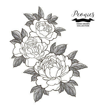 Peony flowers composition in japanese tattoo style. Hand drawn flowers isolated on white background. Floral elements vector illustration.