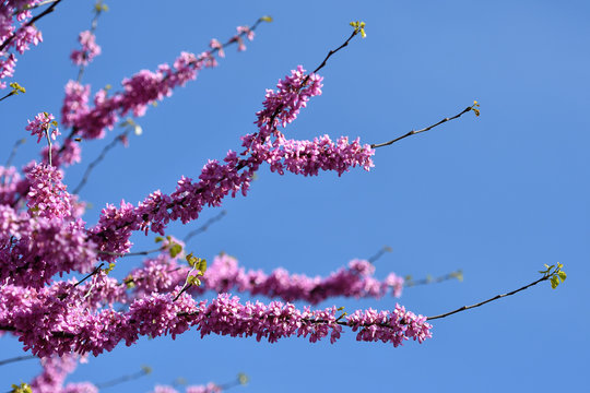 Mexican Redbud Tree Springtime Blossoms. Spring Season.