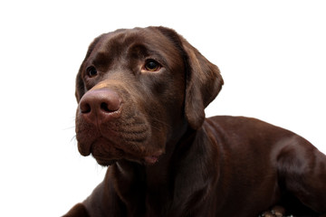 Portrait of a Labrador Retriever on a white background
