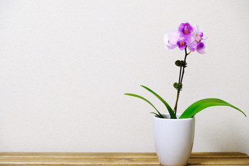 orchid flowers in vase on wooden table