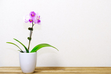 orchid flowers in a vase on wooden table