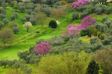 Purple flowered trees (Judas trees) under the walls of the Forte Belvedere in Florence, italy.