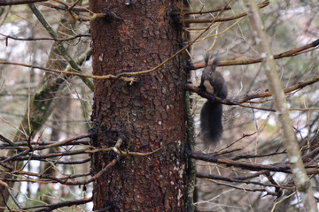 The eurasian red squirrel on the tree