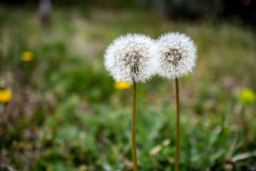 Two early spring dandelion seed heads on a green bokeh background, selective focus, photo taken in moody springtime day