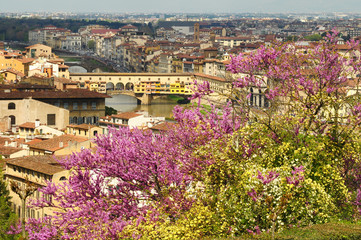 A beautiful view of the famous Ponte Vecchio in Florence on river Arno in Italy, taken from Piazzale Michelangelo on a spring day with purple flowered trees (Judas trees).
