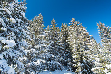 Landscape view of snow covered alpine mountain with conifer pine trees