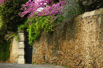 old street with stone wall and purple blooming trees (Judas trees) and wisteria in Florence. Italy
