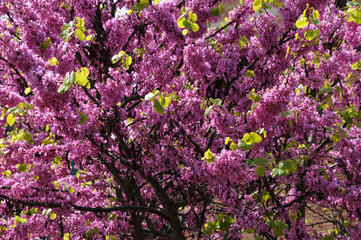 Mexican Redbud Tree Springtime Blossoms. Spring Season.