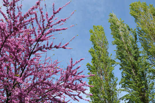 Mexican Redbud Tree Springtime Blossoms. Spring Season.